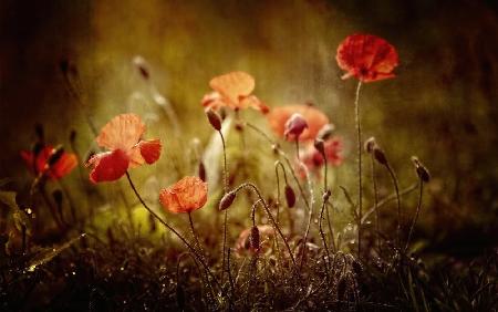 poppies