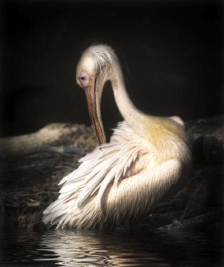 pelican