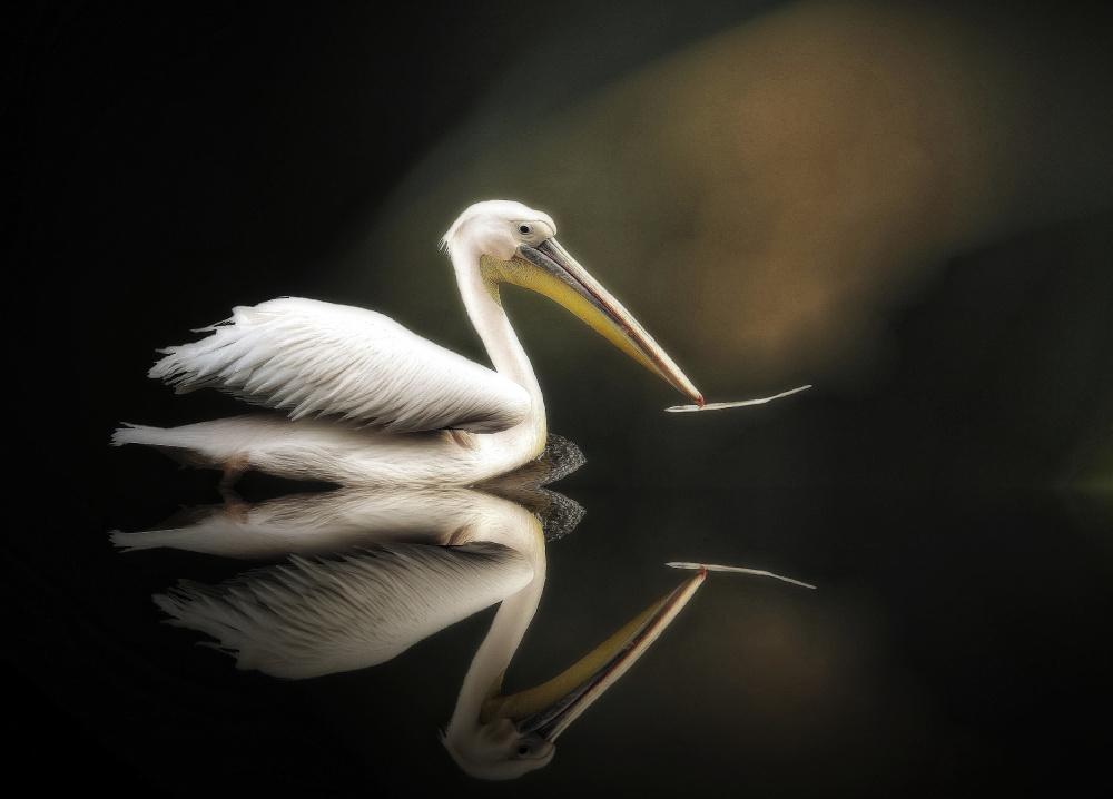 pelican od Anna Cseresnjes
