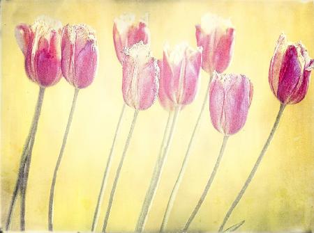 tulips