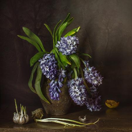 Hyacinths