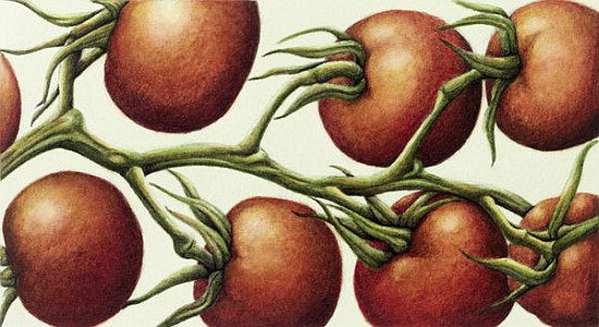 Tomato Vine, 1999 (w/c on paper)  od Annabel  Barrett