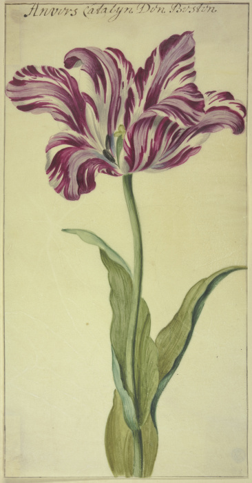 A tulip od Anonym