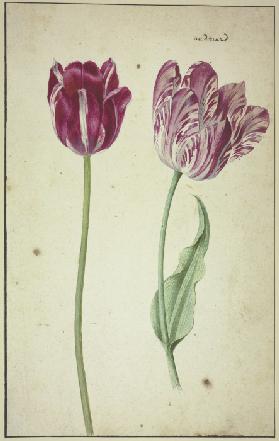 Two tulips