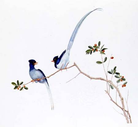 Red-billed blue magpies, on a branch with red berries od Anonymous