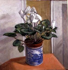 White Cyclamen in a Blue Vase