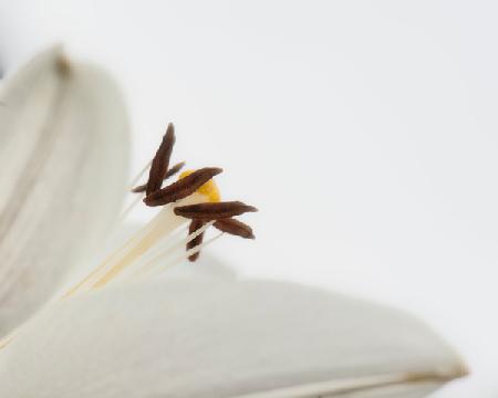 Delicate White Flower