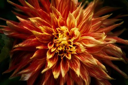 Fiery Flower