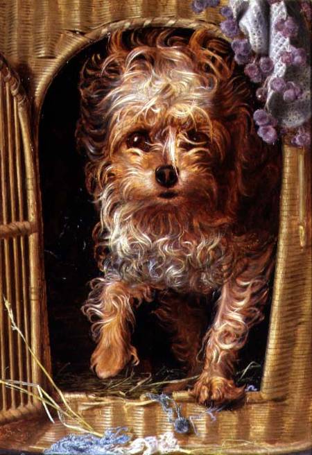Darby, a Yorkshire Terrier od Anthony Frederick Augustus Sandys