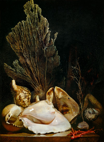 Still Life of Shells and Coral od Antoine Berjon