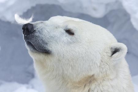 Polar bear portrait