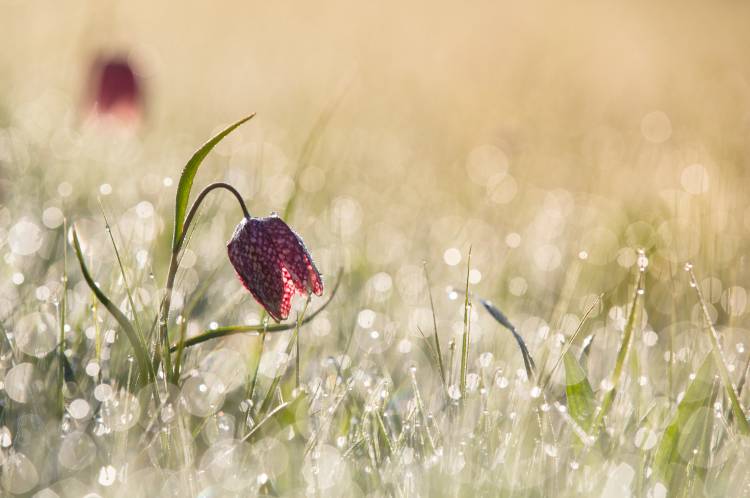 Morningdew od Anton Van Dongen