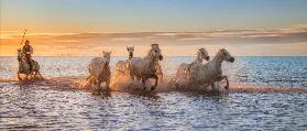 Camargue Horses II