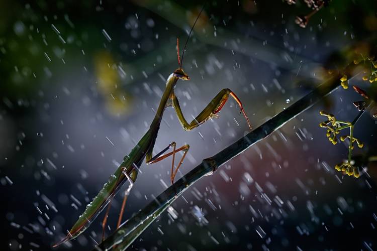 Mantis in the rain od Antonio Grambone