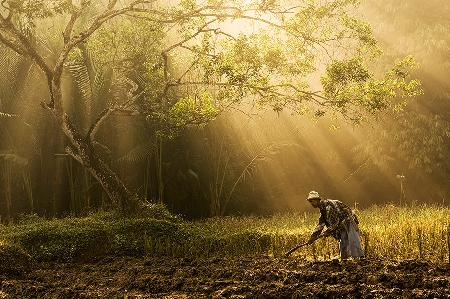 A Farmer