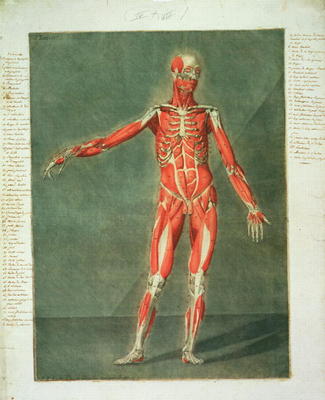 Superficial Muscular System of the Front of the Body, plate 4 from a complete course of anatomy with od Arnauld Eloi Gautier D'Agoty