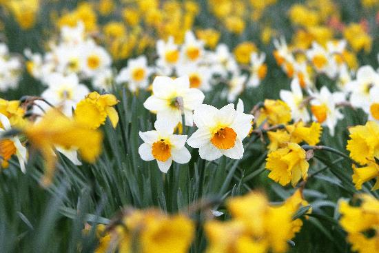 Narzissen (Narcissus) od Arno Burgi