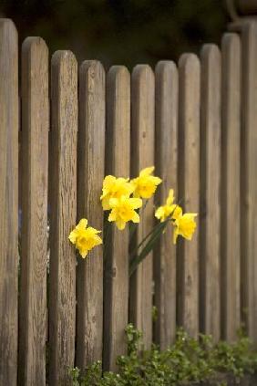 "Neugierige" Osterblumen