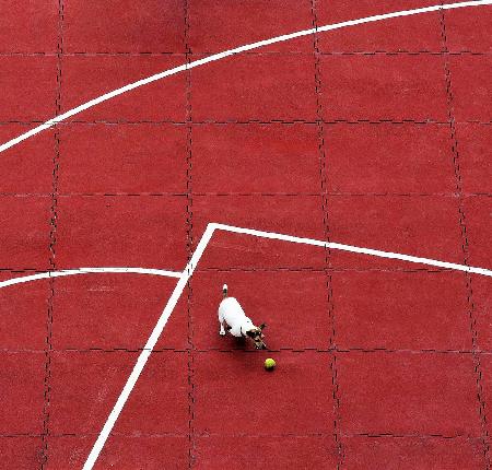 Chasing the ball