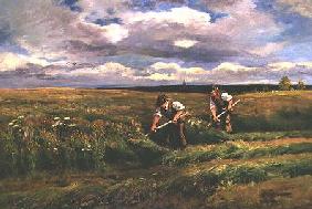 The Hay Harvest