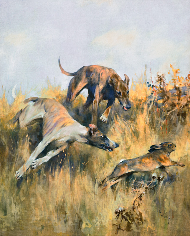 Greyhounds Giving Chase od Arthur Wardle