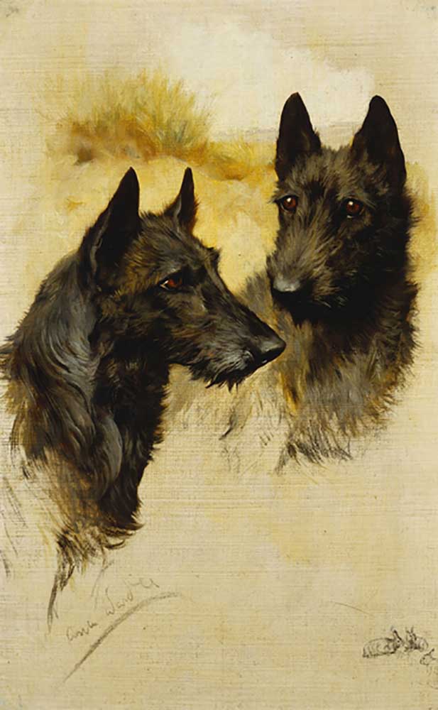 Two Scottish Terriers od Arthur Wardle