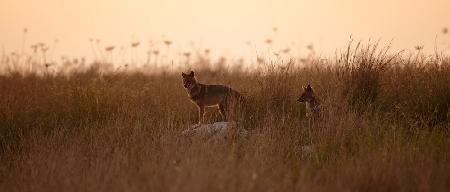 Dusk Jackals