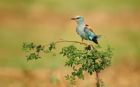 European Roller