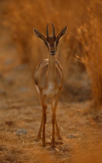 Gazella Portrait