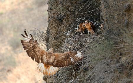 Mommys here - Long legged buzzard