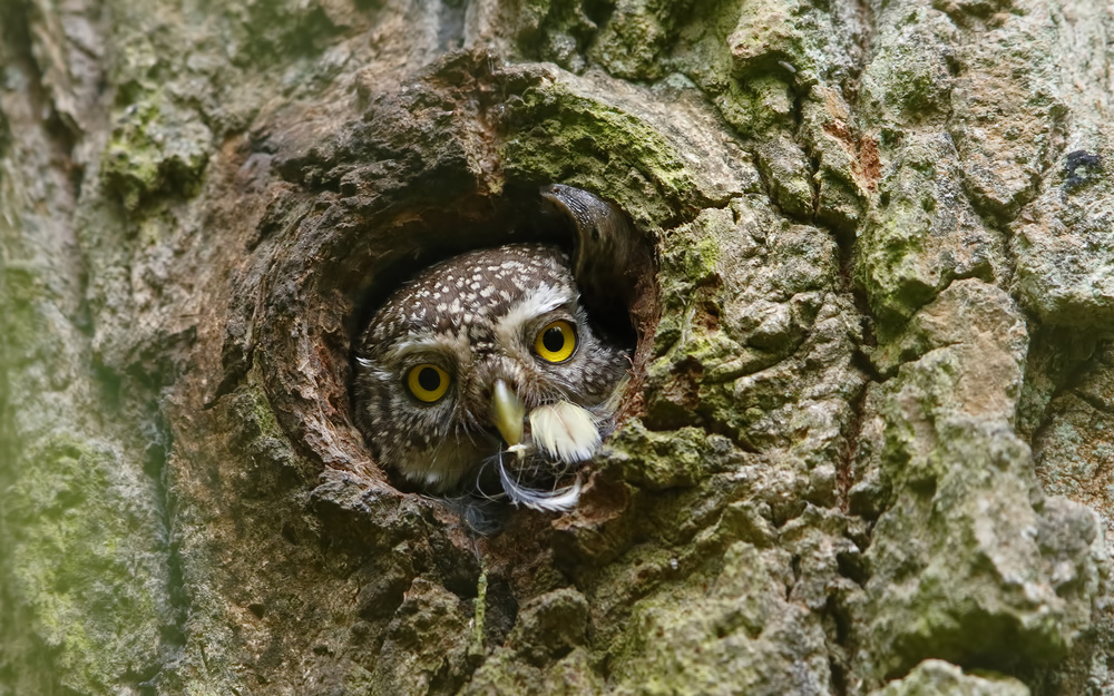 Pygmy Owl , Ex Bird &amp; a Snail ... od Assaf Gavra