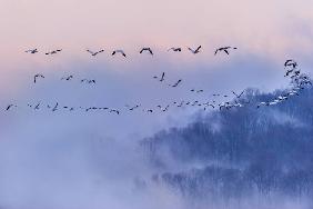 Snow Geese