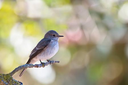 Spotted Flycatcher