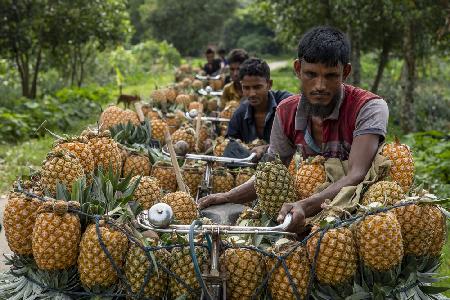 Carrying Pineapple on bicycle