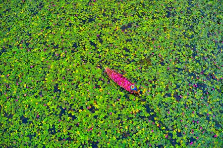 Collecting waterlily