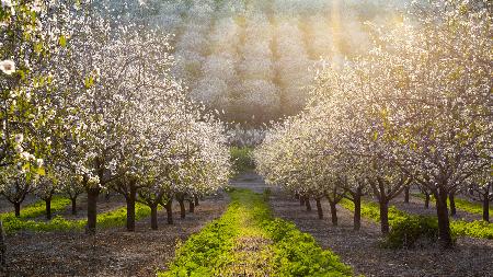 Golden Almonds