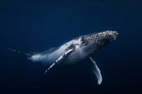 Humpback whale in blue