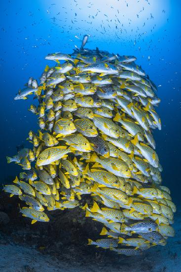 Fish Tower