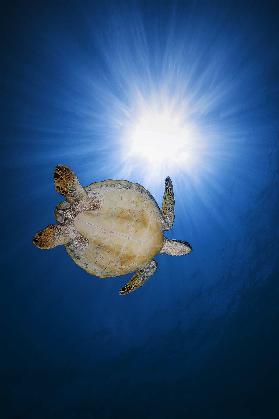 Green turtle