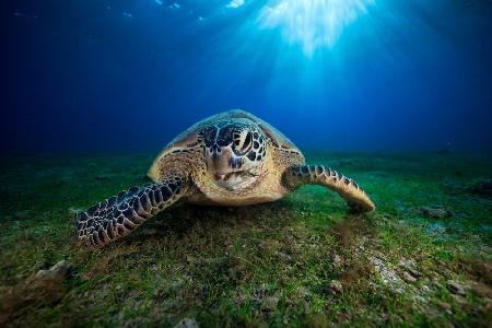 Green turtle