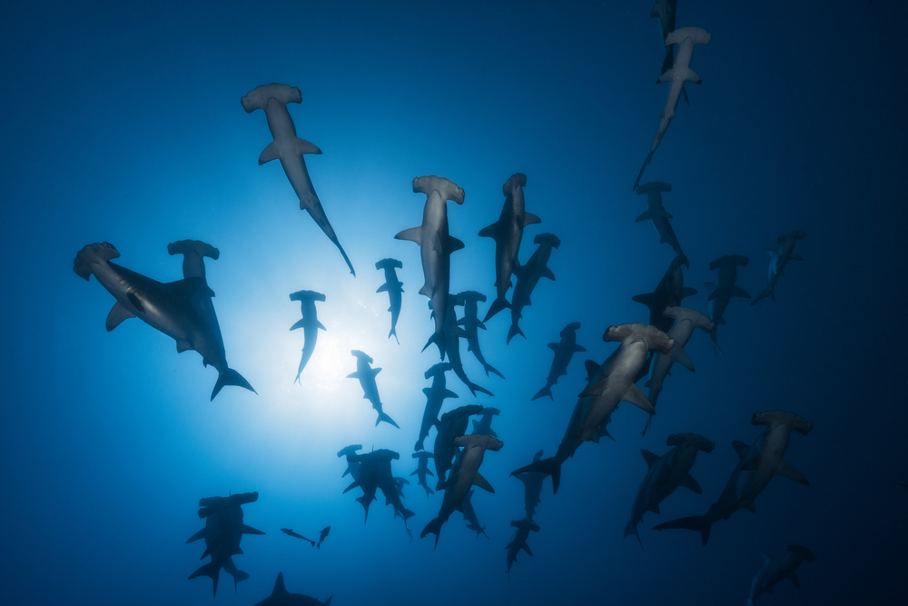 Hammerhead Shark - Underwater Photography od Barathieu Gabriel