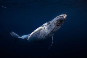 Humpback Whale