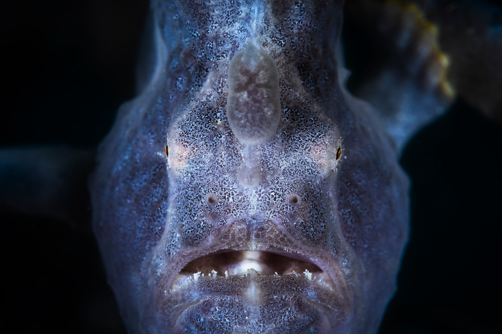 Close up : Frogfish od Barathieu Gabriel