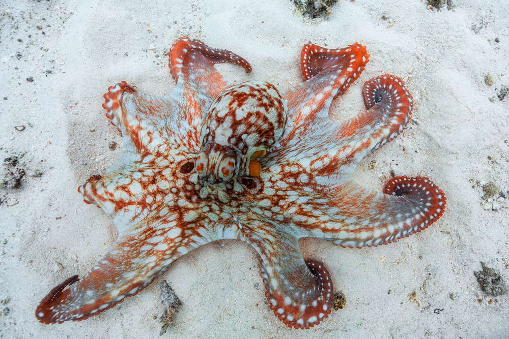 Octopus od Barathieu Gabriel