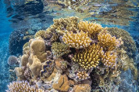 Reef of Mayotte