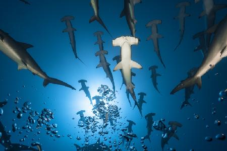 Hammerhead Shark