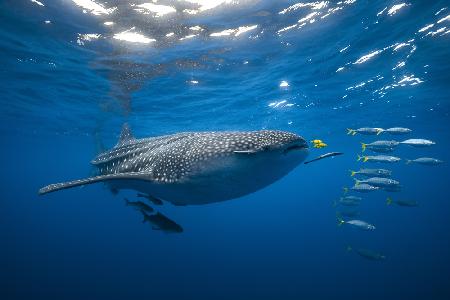 Tuna Shoal and whale shark