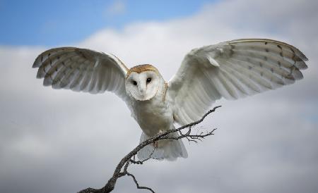 Snowy Owl