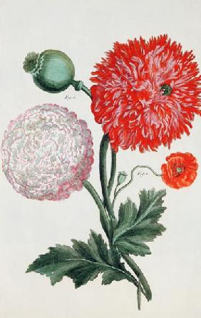 Papaver somniferum and Papaver rheas engraved by German School 18th century