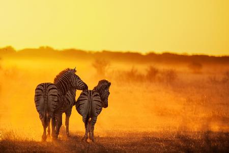 Zebra in the light